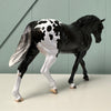 Extrasolar OOAK Black Appaloosa Irish Draught By Jess Hamill EQ24