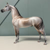 Torrent OOAK Fleabitten Dappled Rose Grey Arabian By Jess Hamill EQ24 MHP SS724