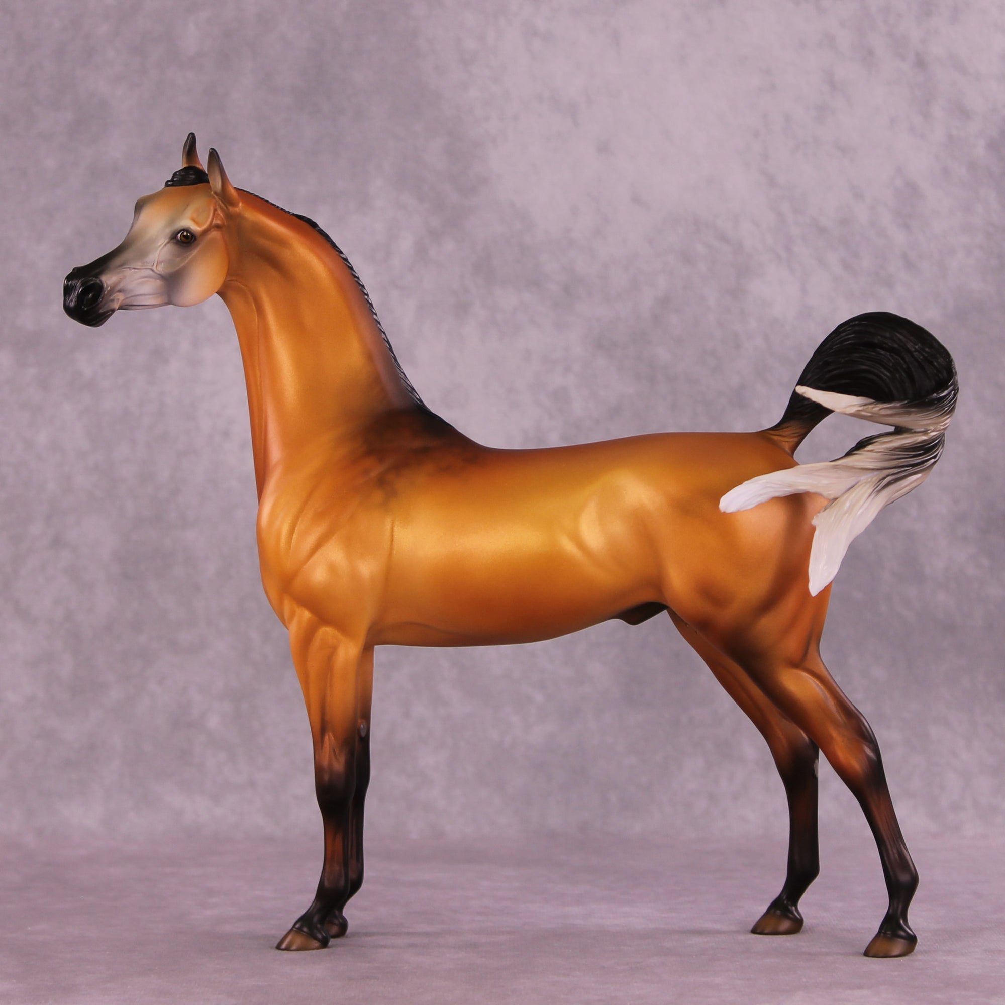 Cordillera LE-5 EFCM Arabian Stallion by Jess Hamill MS25