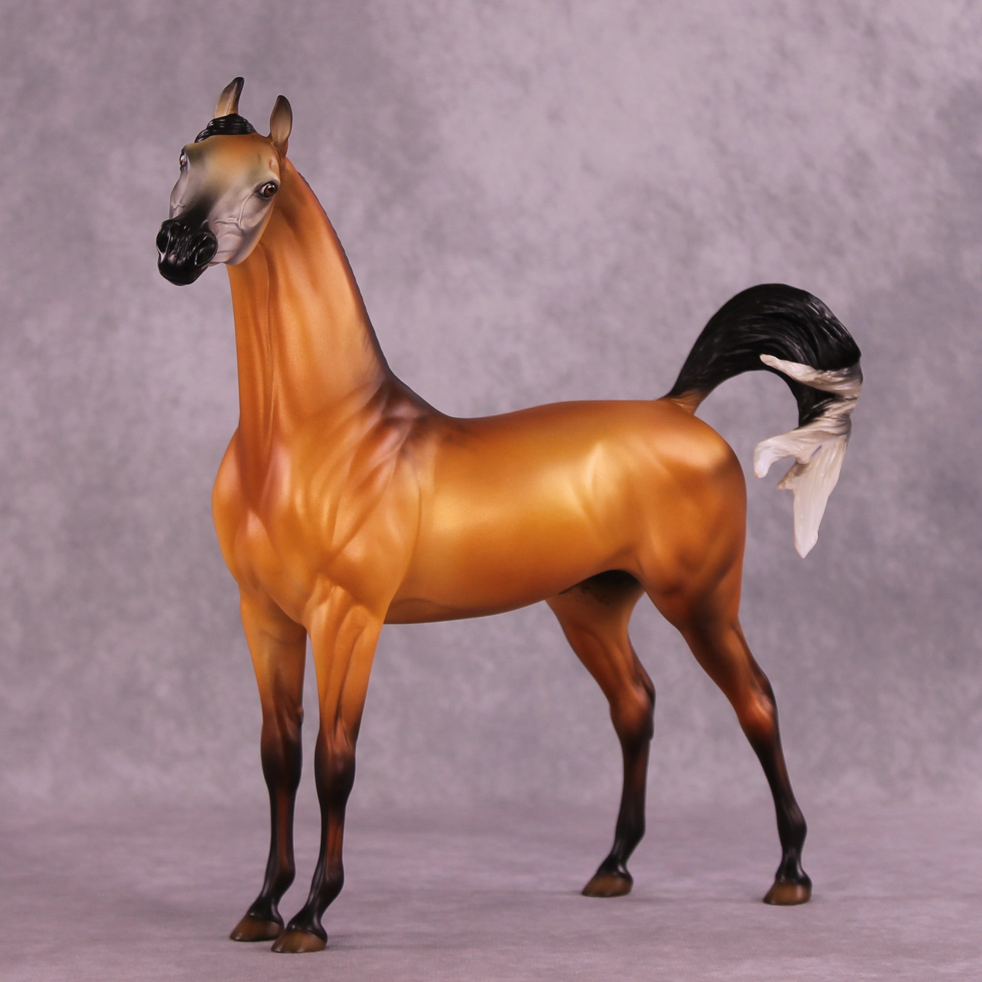 Cordillera LE-5 EFCM Arabian Stallion by Jess Hamill MS25