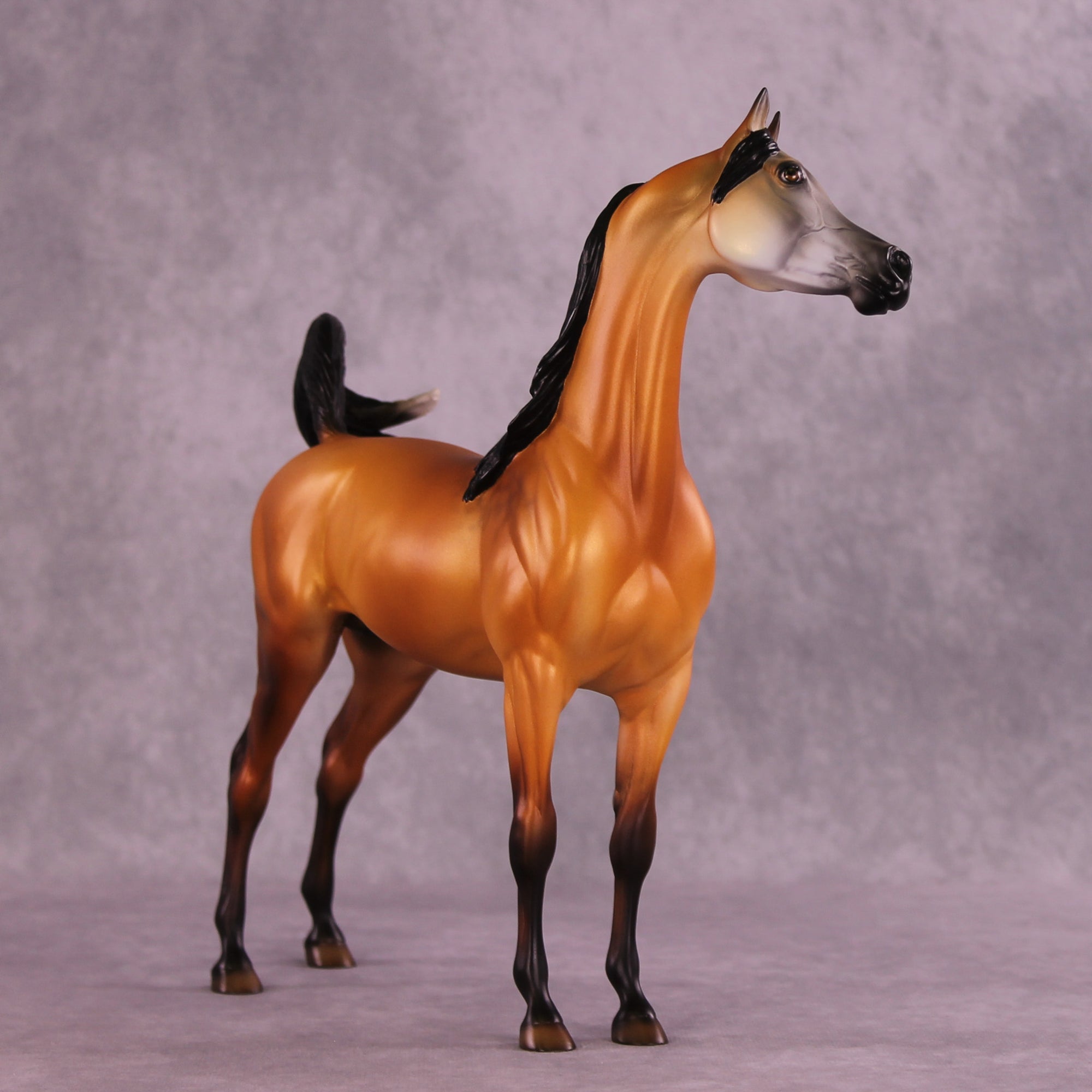 Cordillera LE-5 EFCM Arabian Stallion by Jess Hamill MS25