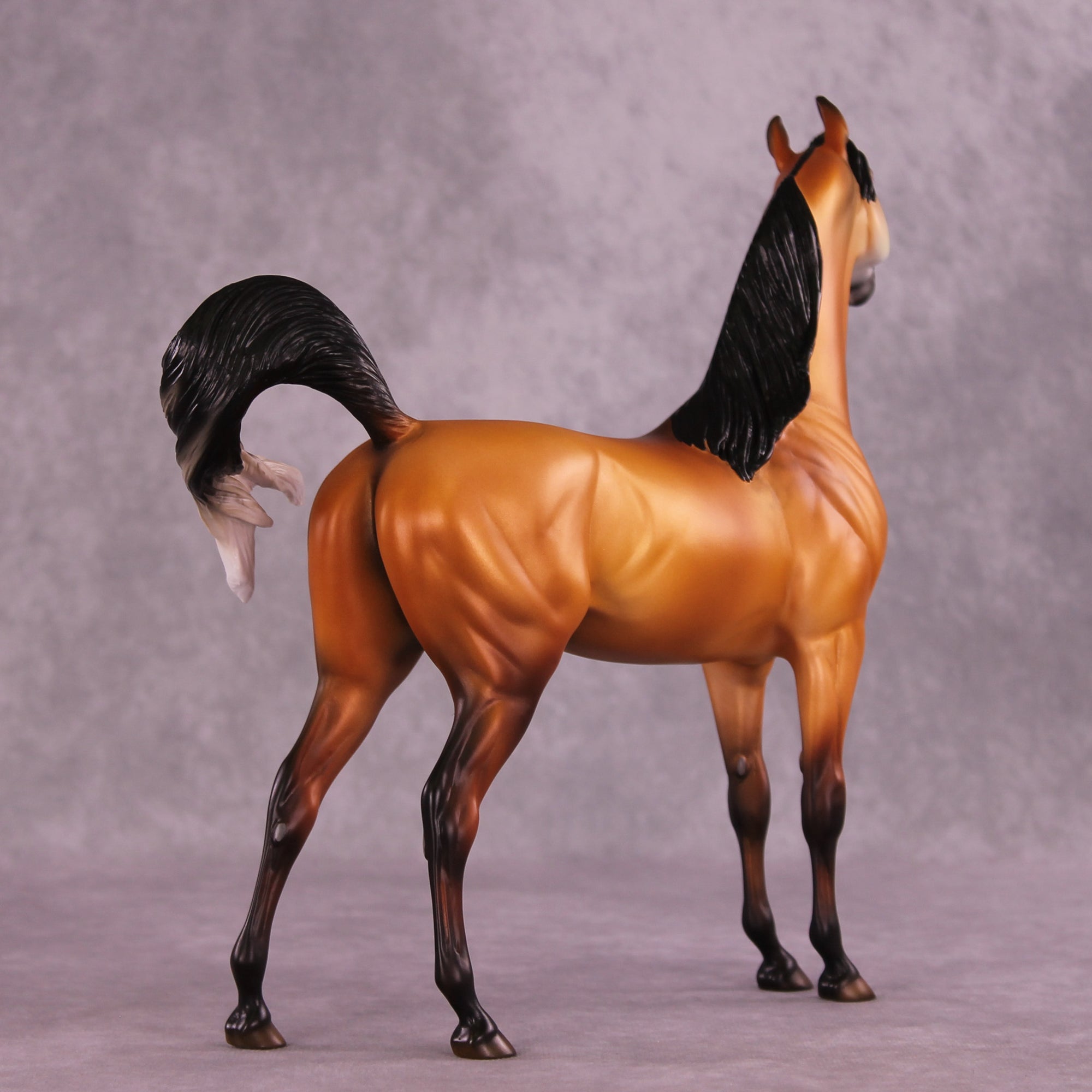 Cordillera LE-5 EFCM Arabian Stallion by Jess Hamill MS25