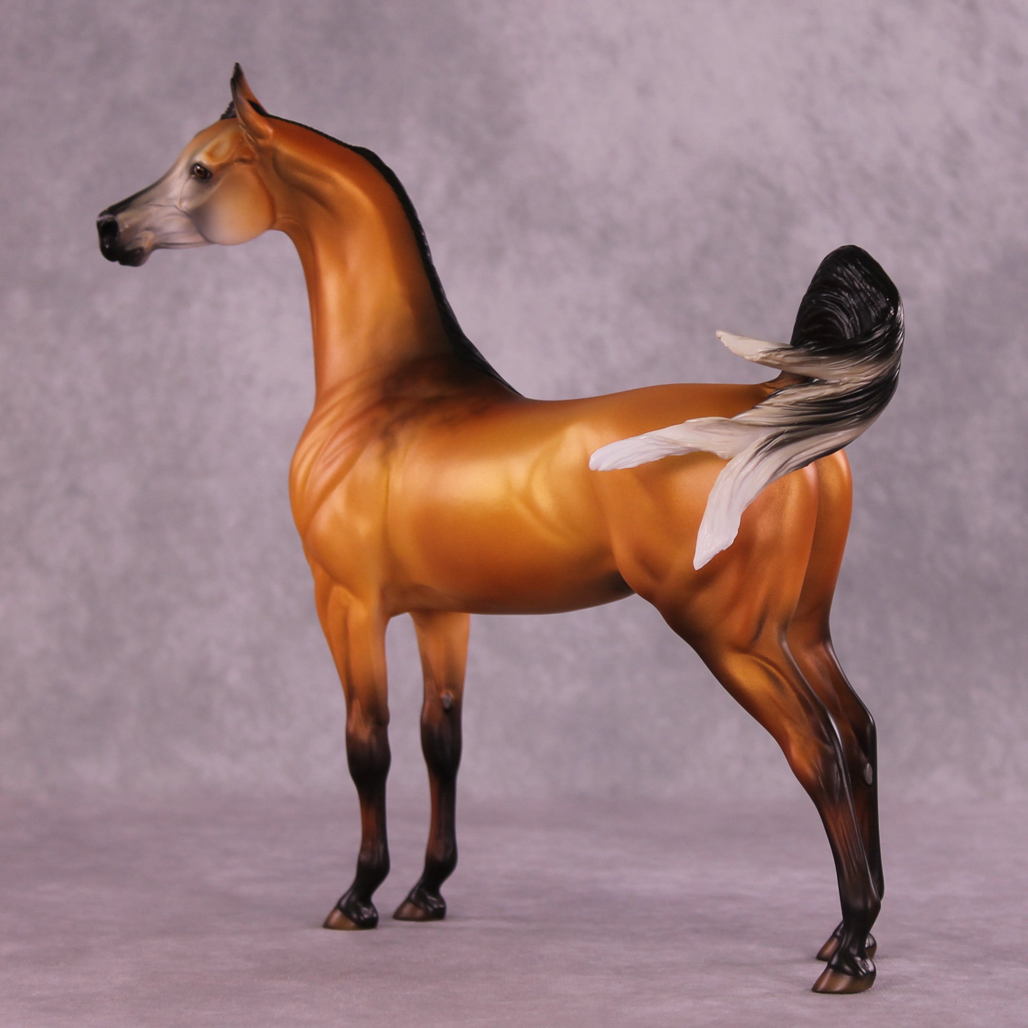 Cordillera LE-5 EFCM Arabian Stallion by Jess Hamill MS25