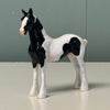 Tuxedo OOAK Black Tobiano Draft Chip By Jess Hamill EQ24