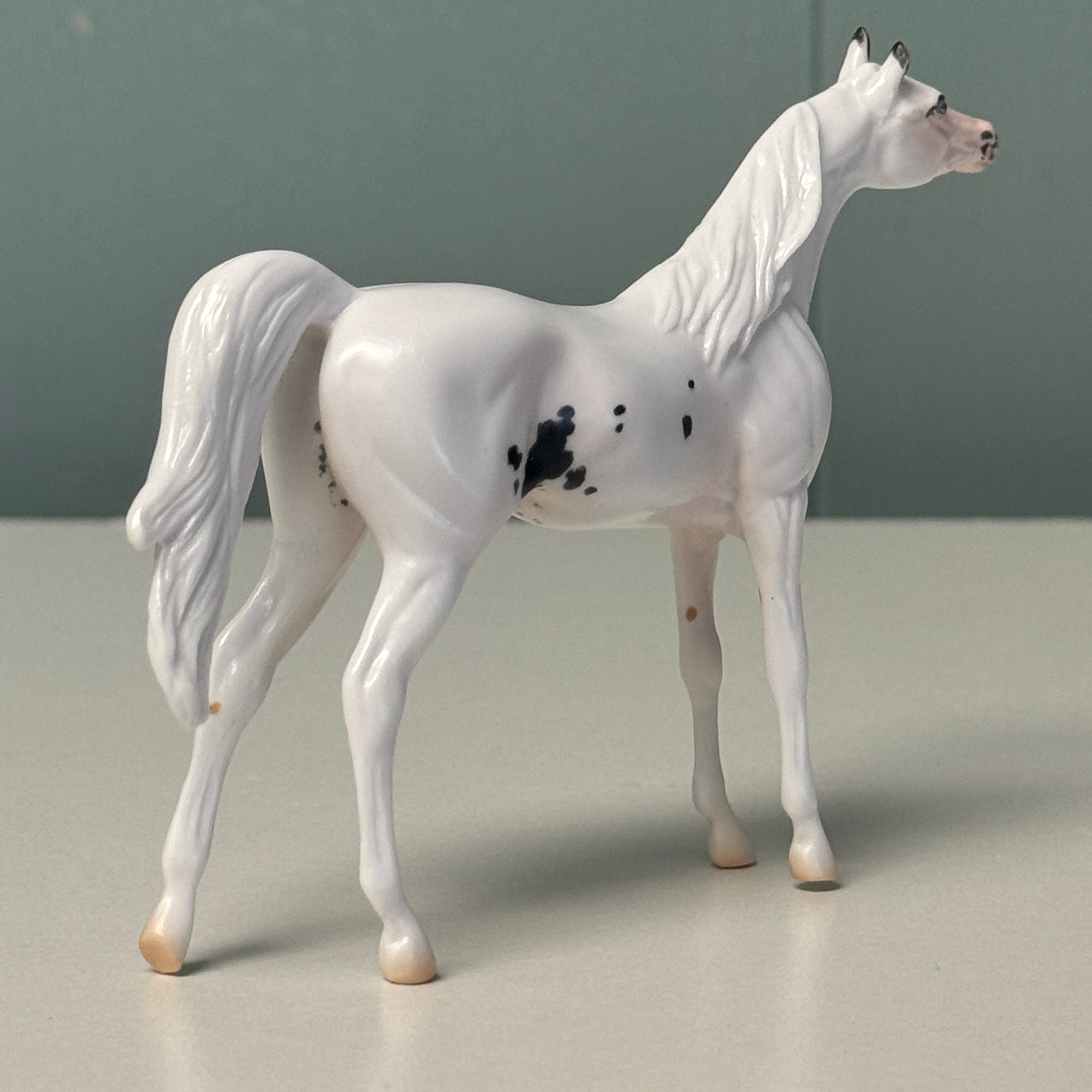 Spotlight OOAK Sabino Arabian Chip By Jess Hamill EQ24