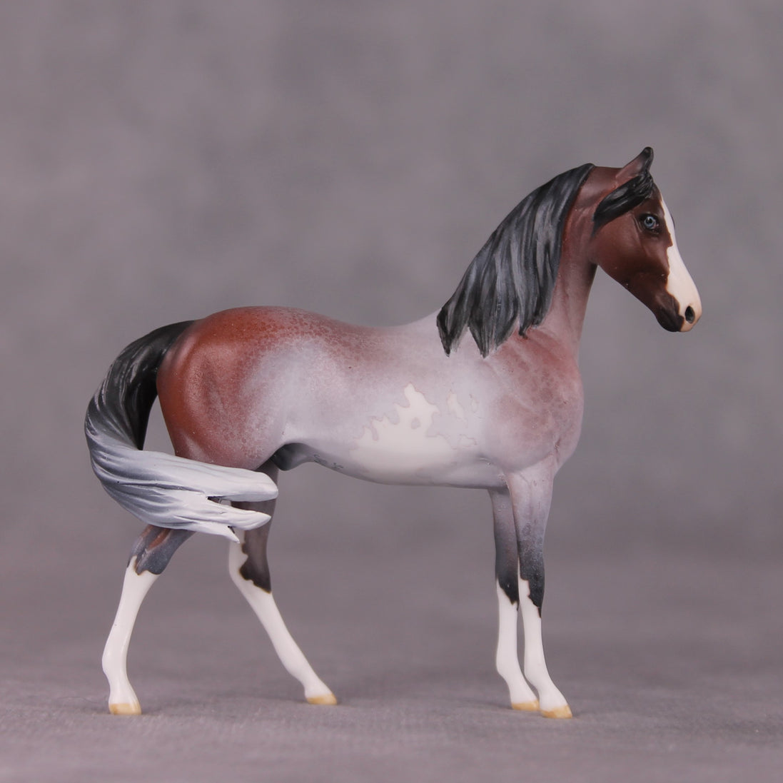 "Gwyndolin" LE-10 FCM Marwari Morgan Chip By Jess Hamill SHCF25 Run