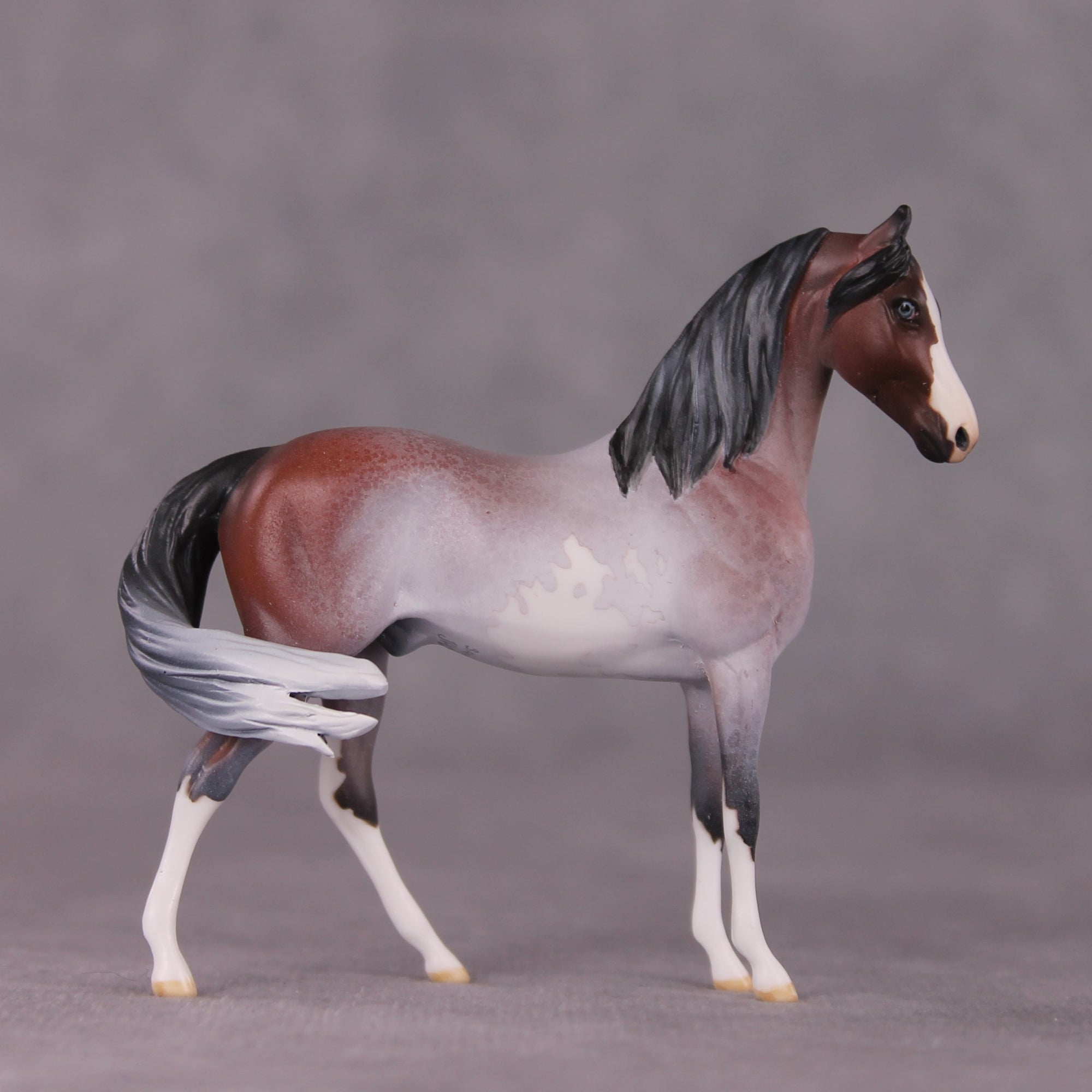 "Gwyndolin" LE-10 FCM Marwari Morgan Chip By Jess Hamill SHCF25 Run