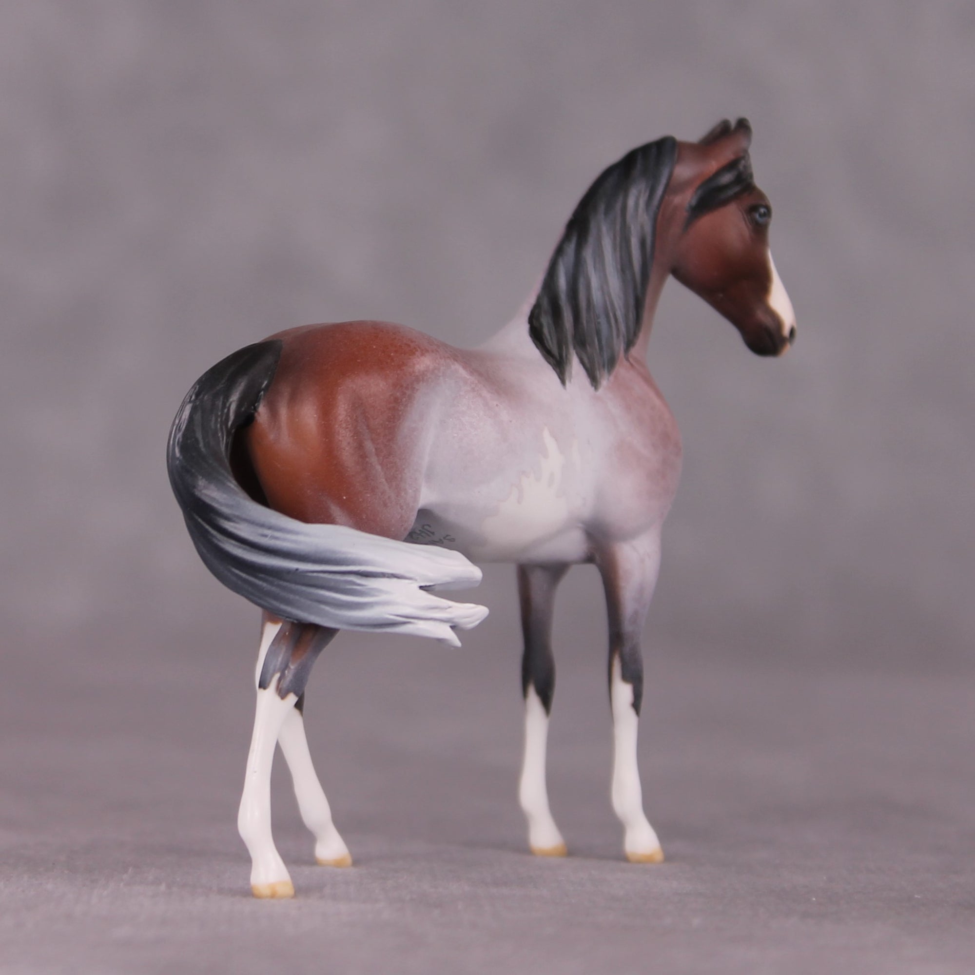 "Gwyndolin" LE-10 FCM Marwari Morgan Chip By Jess Hamill SHCF25 Run