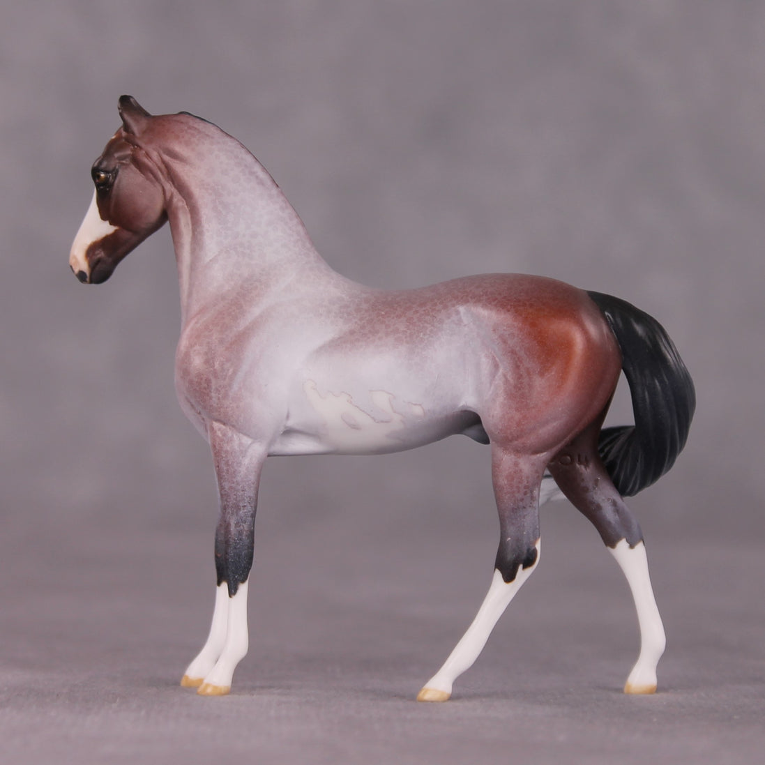 "Gwyndolin" LE-10 FCM Marwari Morgan Chip By Jess Hamill SHCF25 Run