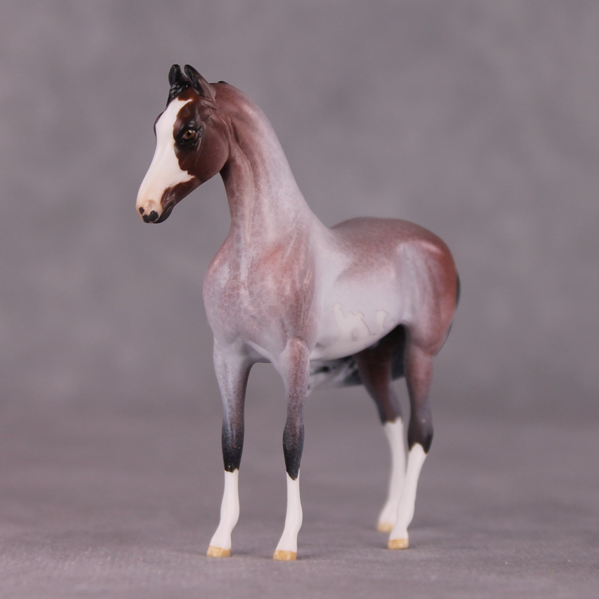 "Gwyndolin" LE-10 FCM Marwari Morgan Chip By Jess Hamill SHCF25 Run