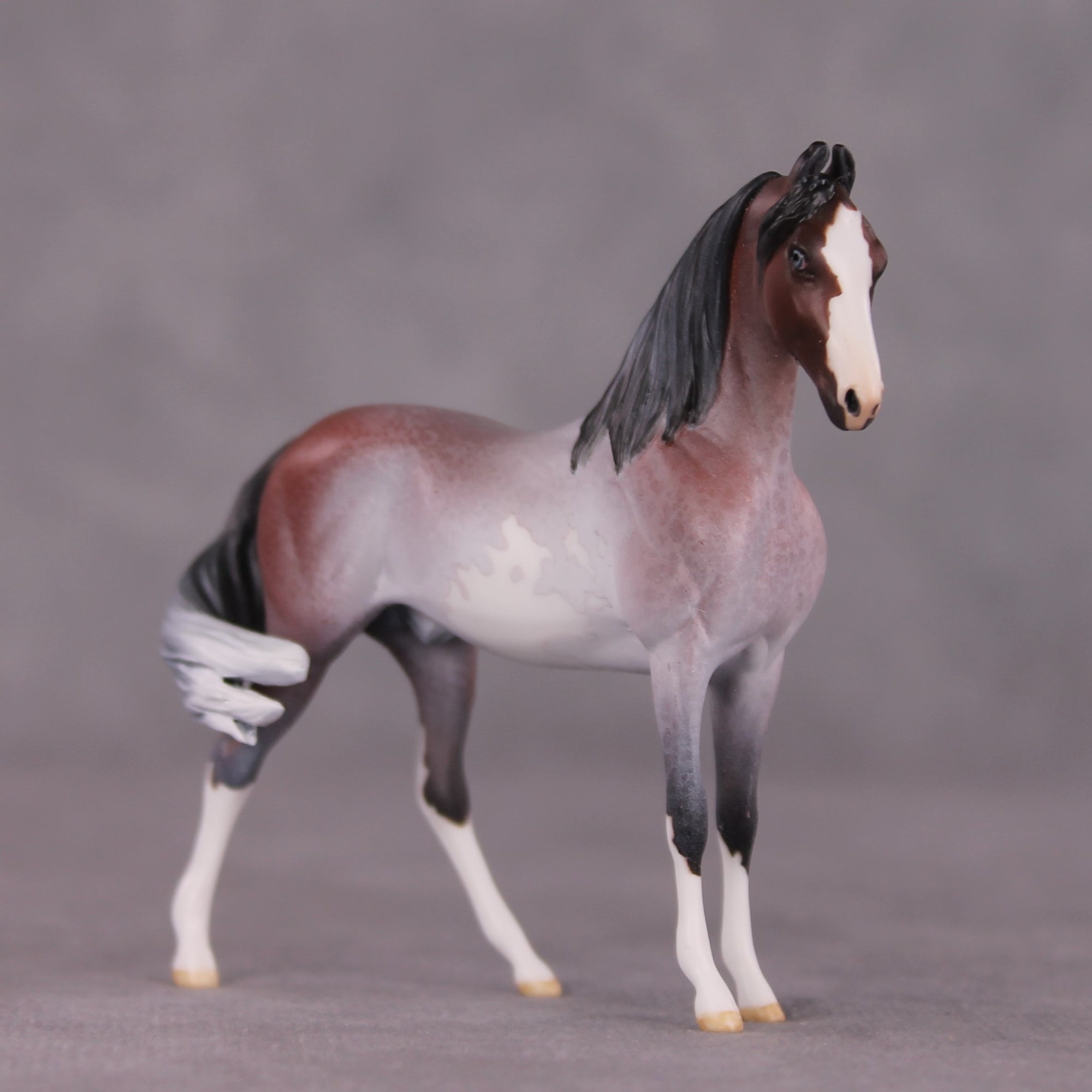 "Gwyndolin" LE-10 FCM Marwari Morgan Chip By Jess Hamill SHCF25 Run