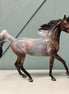 Beatrix OOAK Bay Roan Arab Mare By Dawn Quick EQ24