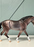 Arvad OOAK Dappled Bay Going Grey Irish Draught By Dawn Quick EQ24