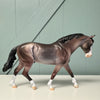 Arvad OOAK Dappled Bay Going Grey Irish Draught By Dawn Quick EQ24