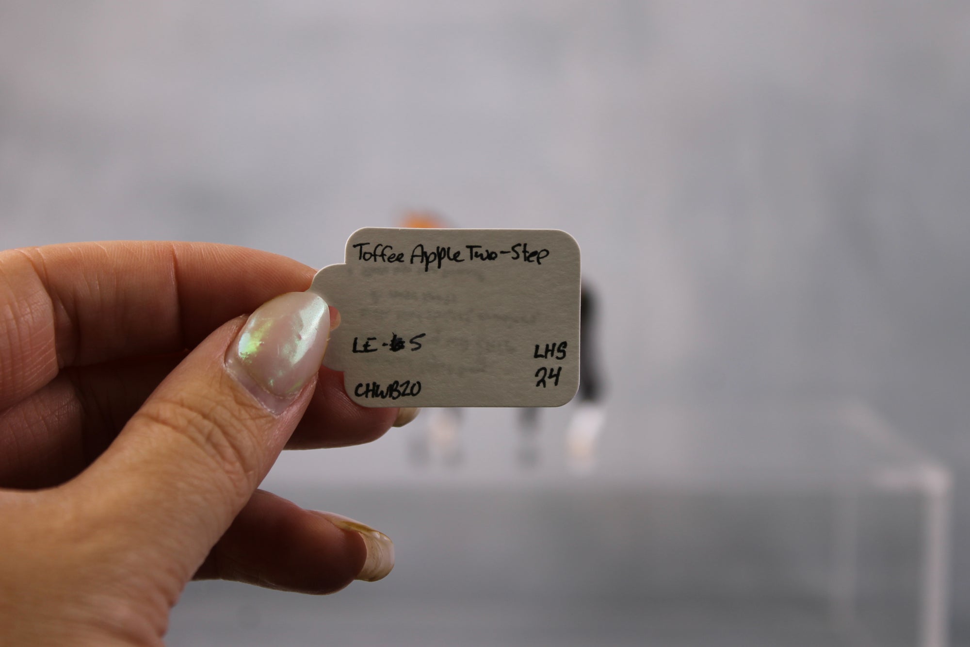 SAMPLE Toffee Apple Two Step - LE-5 Event Run Bay with Chrome Custom Warmblood Chip By Ellen Robbins LHS24 Run