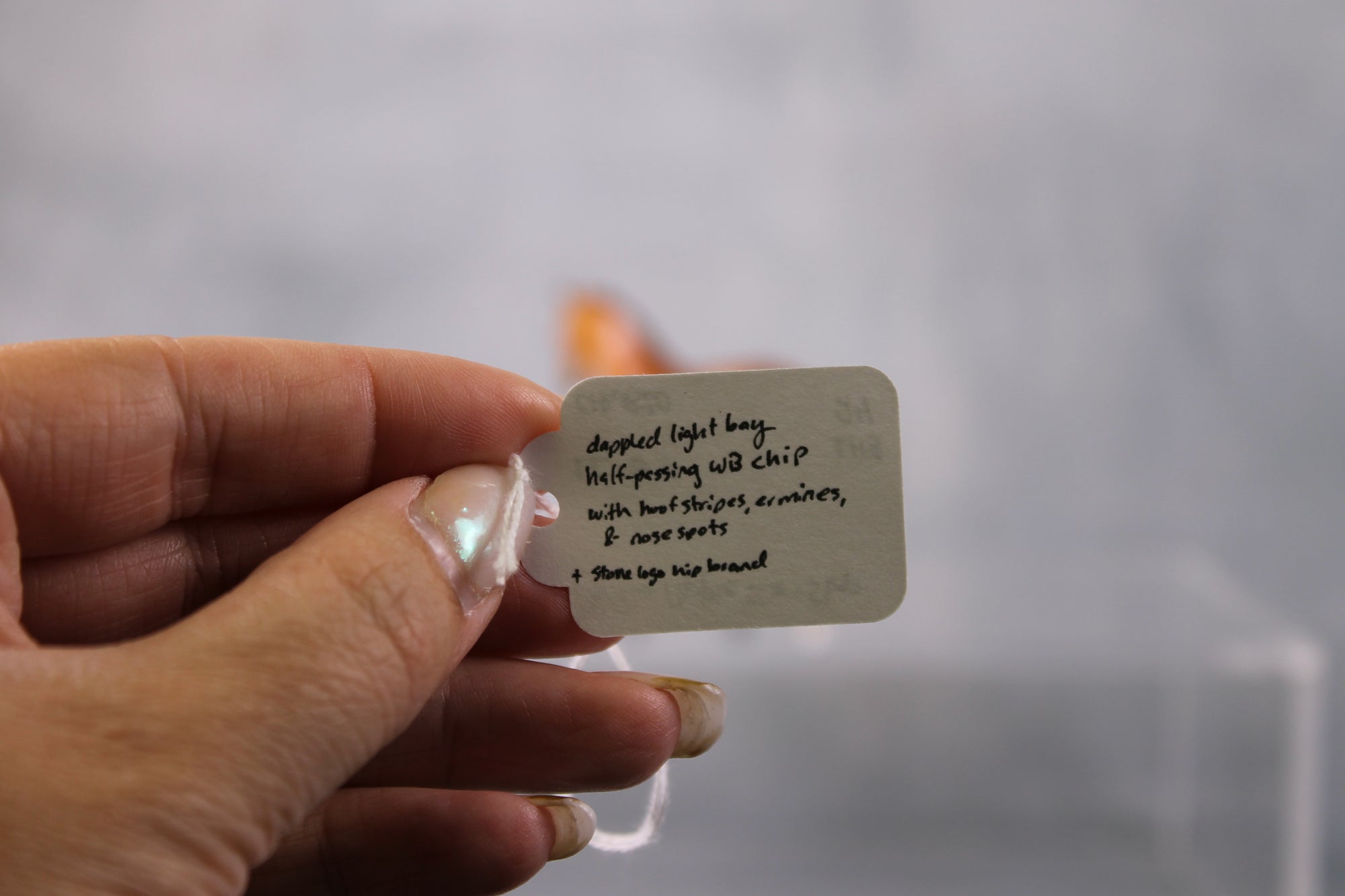 SAMPLE Toffee Apple Two Step - LE-5 Event Run Bay with Chrome Custom Warmblood Chip By Ellen Robbins LHS24 Run