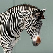 Biscuits & Grevy OOAK Pebble Mule Customized into Grevy Zebra By Jess Hamill EQ24 BEST OFFER 7/16/24