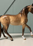 Hot and Bothered Dappled Buckskin Morgan By Sheryl Leisure By Best Offers 7/9/24