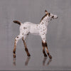 Pecan OOAK Customized Appaloosa Chip Foal By Andrea Thomason LHS24 MHP