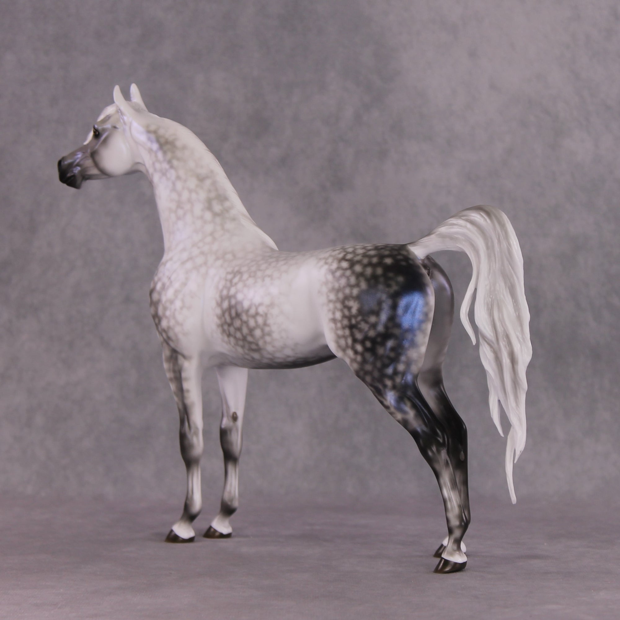 "Tempest" Best Offer FCM Arabian By Ellen Robbins 04/22/2025