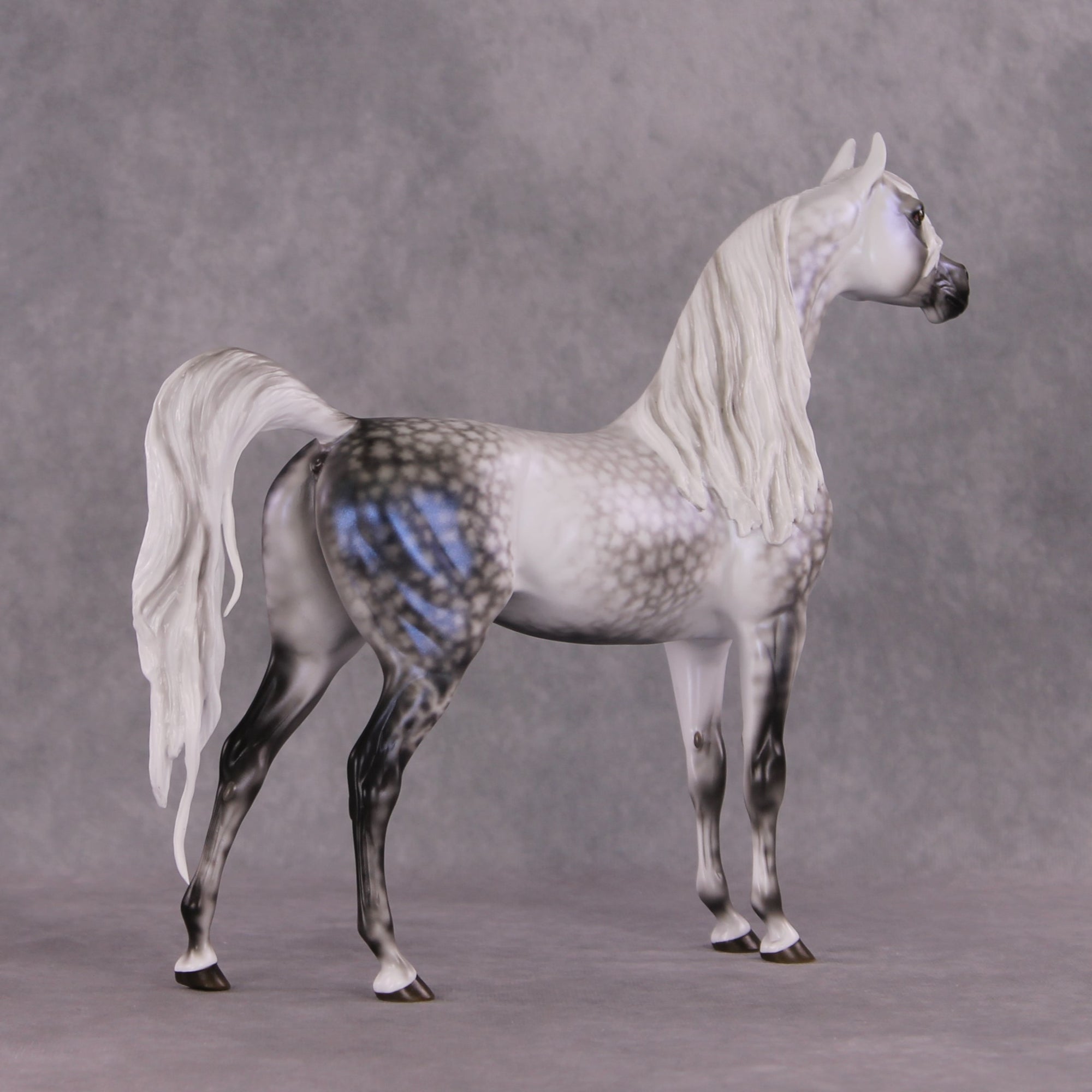 "Tempest" Best Offer FCM Arabian By Ellen Robbins 04/22/2025