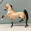 Oakley OOAK Dappled Buckskin Saddlebred By Dawn Quick EQ24