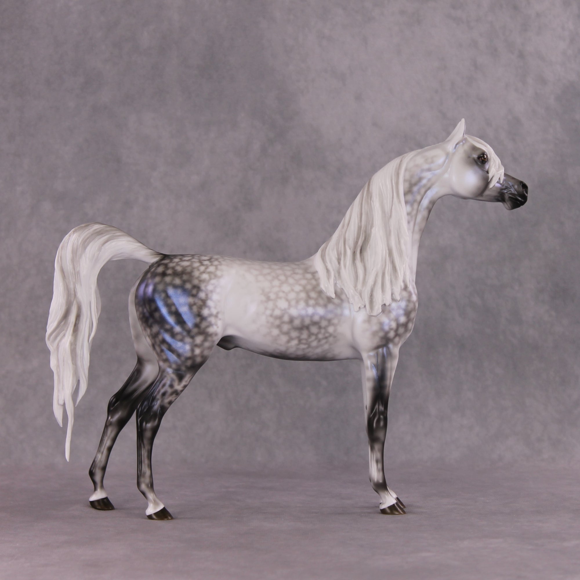 "Tempest" Best Offer FCM Arabian By Ellen Robbins 04/22/2025