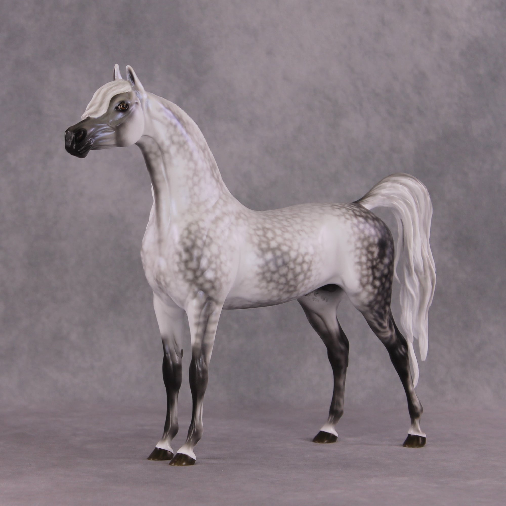 "Tempest" Best Offer FCM Arabian By Ellen Robbins 04/22/2025