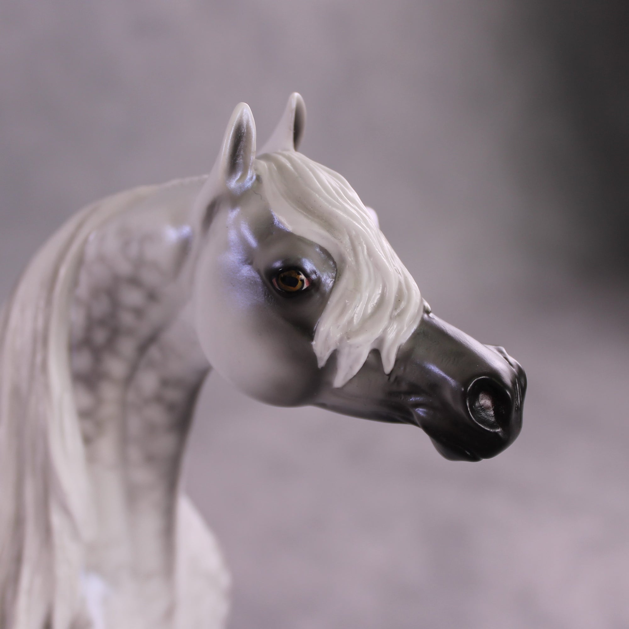 "Tempest" Best Offer FCM Arabian By Ellen Robbins 04/22/2025