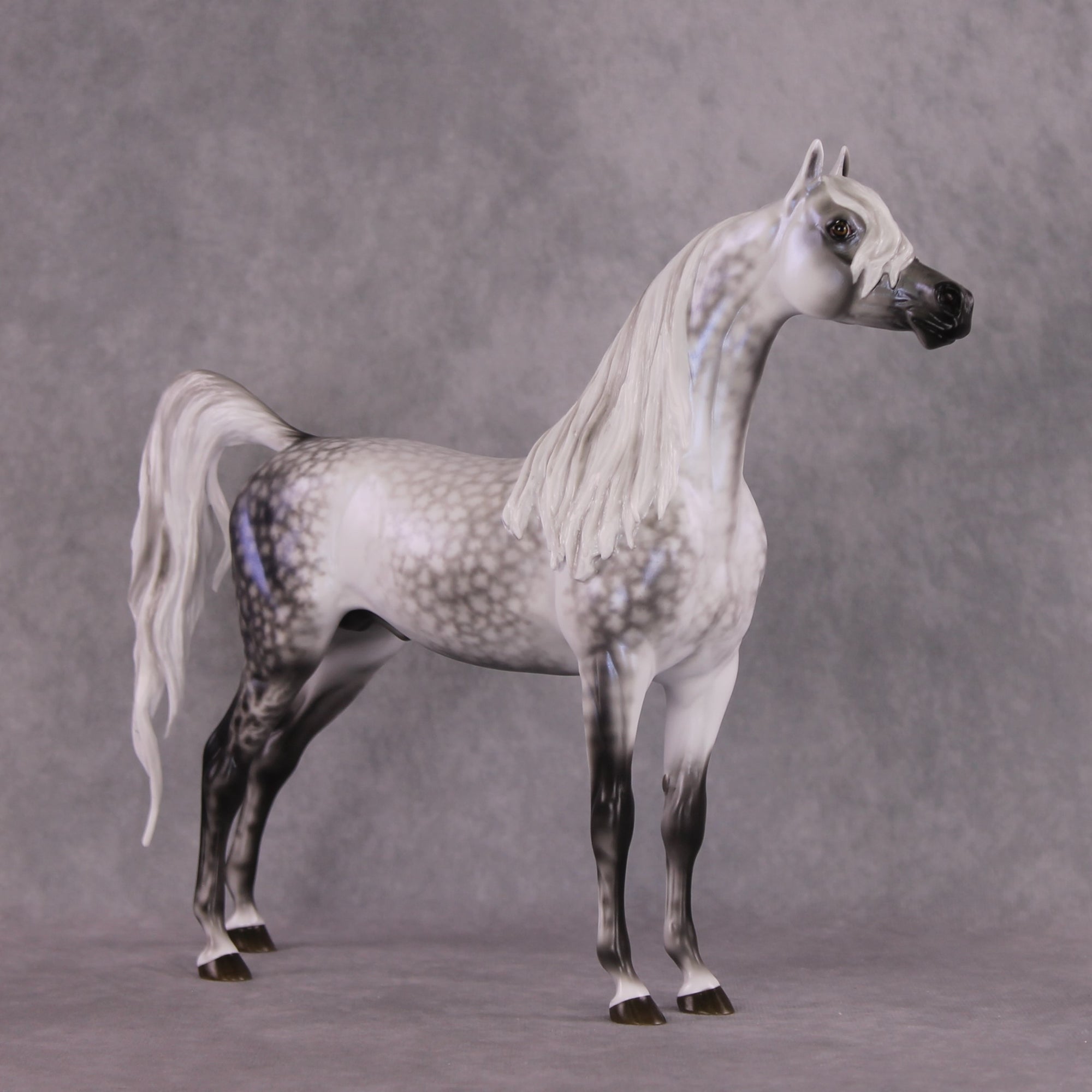 "Tempest" Best Offer FCM Arabian By Ellen Robbins 04/22/2025