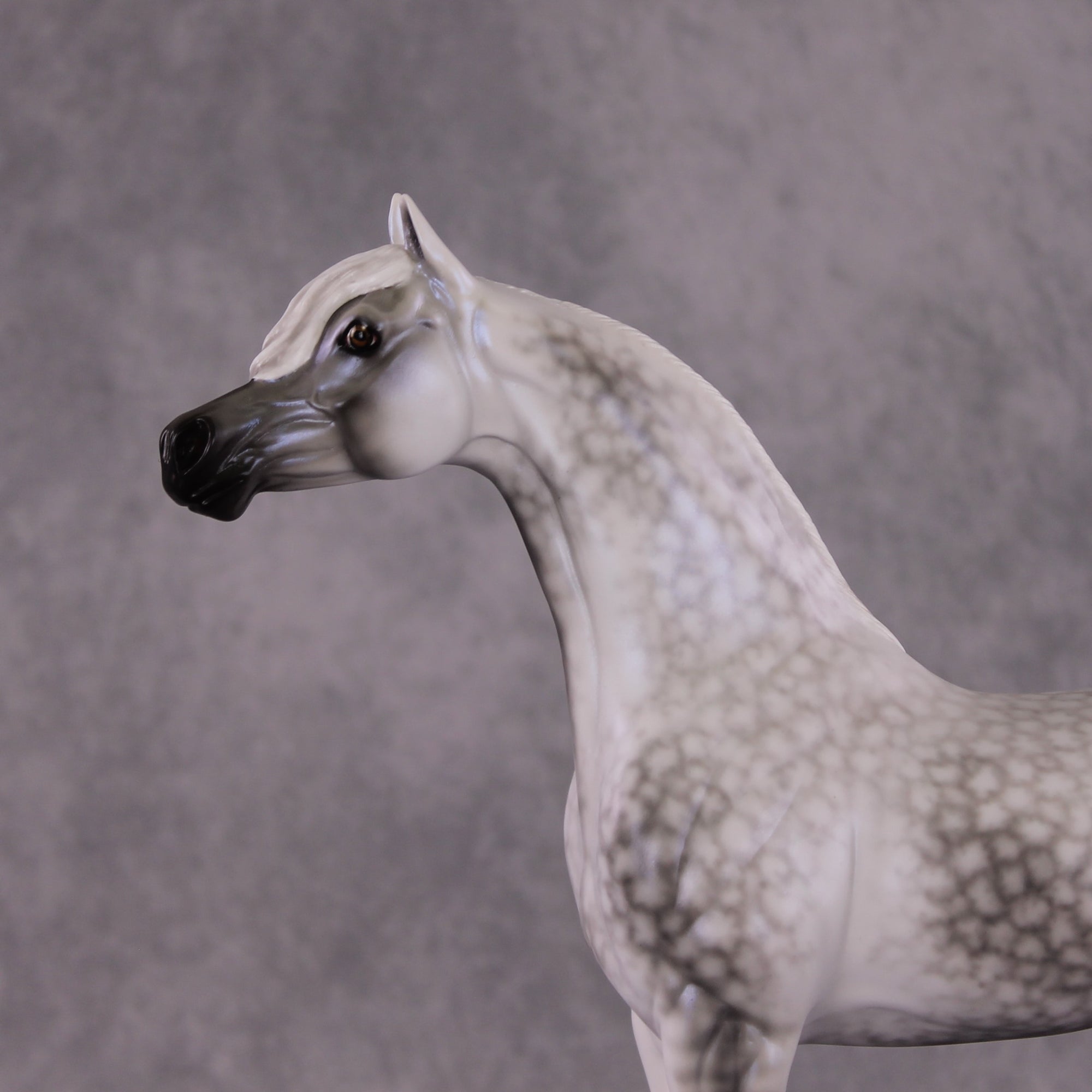 "Tempest" Best Offer FCM Arabian By Ellen Robbins 04/22/2025