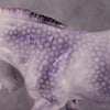 &quot;Magic Lilac&quot; OOAK FCM Irish Cob By Ellen Robbins SHCF25