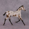 &quot;Williwaw&quot; Best Offer Custom OOAK Arabian Yearling by Sheryl Leisure 4/29/2025