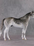 "Uncia" LE-9 Snow Leopard Ideal Stock Horse By Jess Hamill Menagerie Series: Central Asia MS25