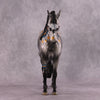 &quot;Time Immemorial&quot; OOAK Andalusian by Dawn Quick SHCF25OS