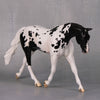 Clyde OOAK Black Appaloosa Warmblood Pebble By Jess Hamill LHS24