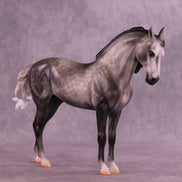 Fighting the Phantom OOAK FCM Andalusian by Carissa Mathews DDOOAKs26