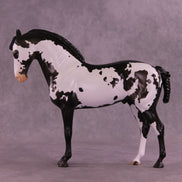Titus OOAK FCM Andalusian by Anna Rieck DDOOAKs26