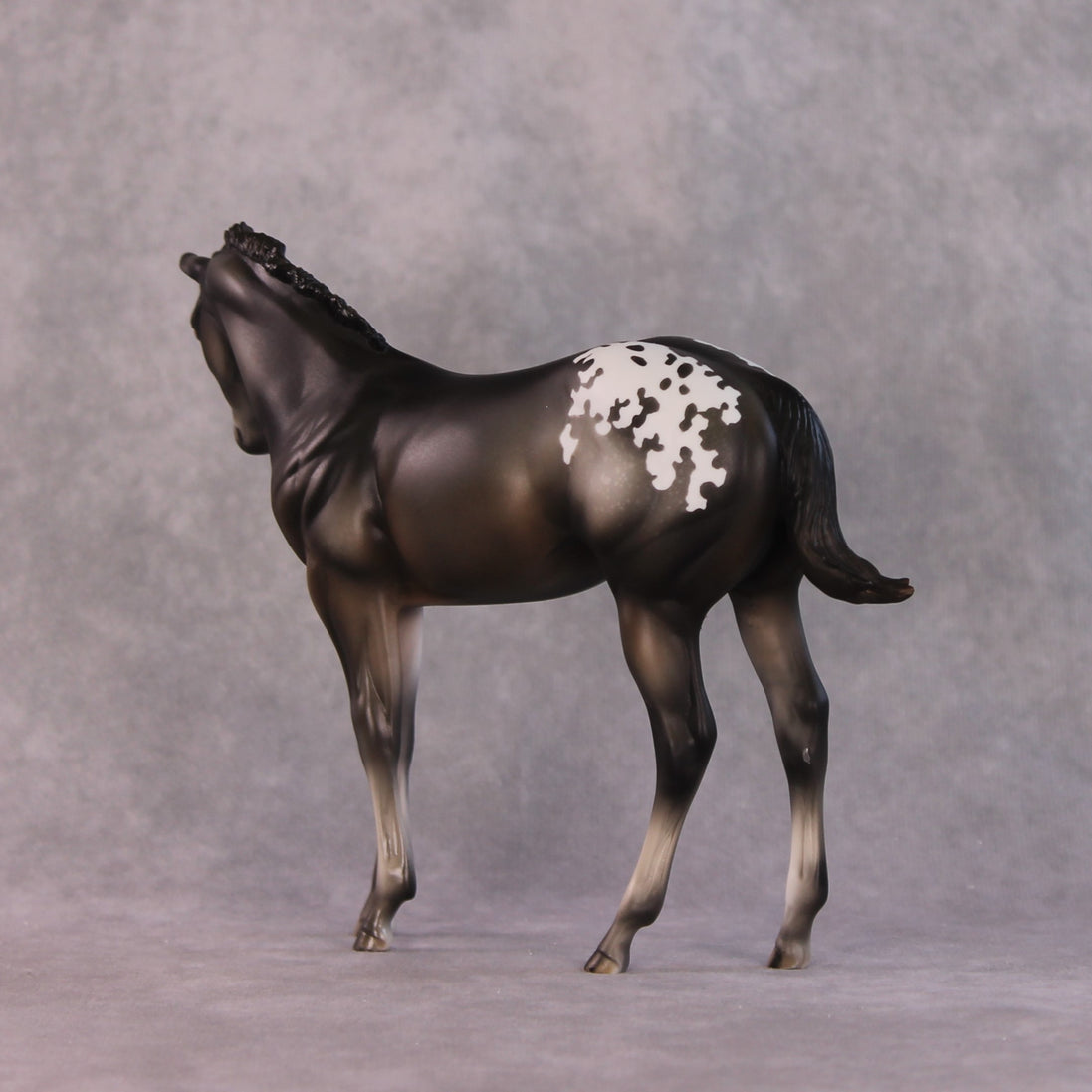 "Buckinghamshire" LE-10 FCM Weanling By Julie Keim SHCF25OS Run