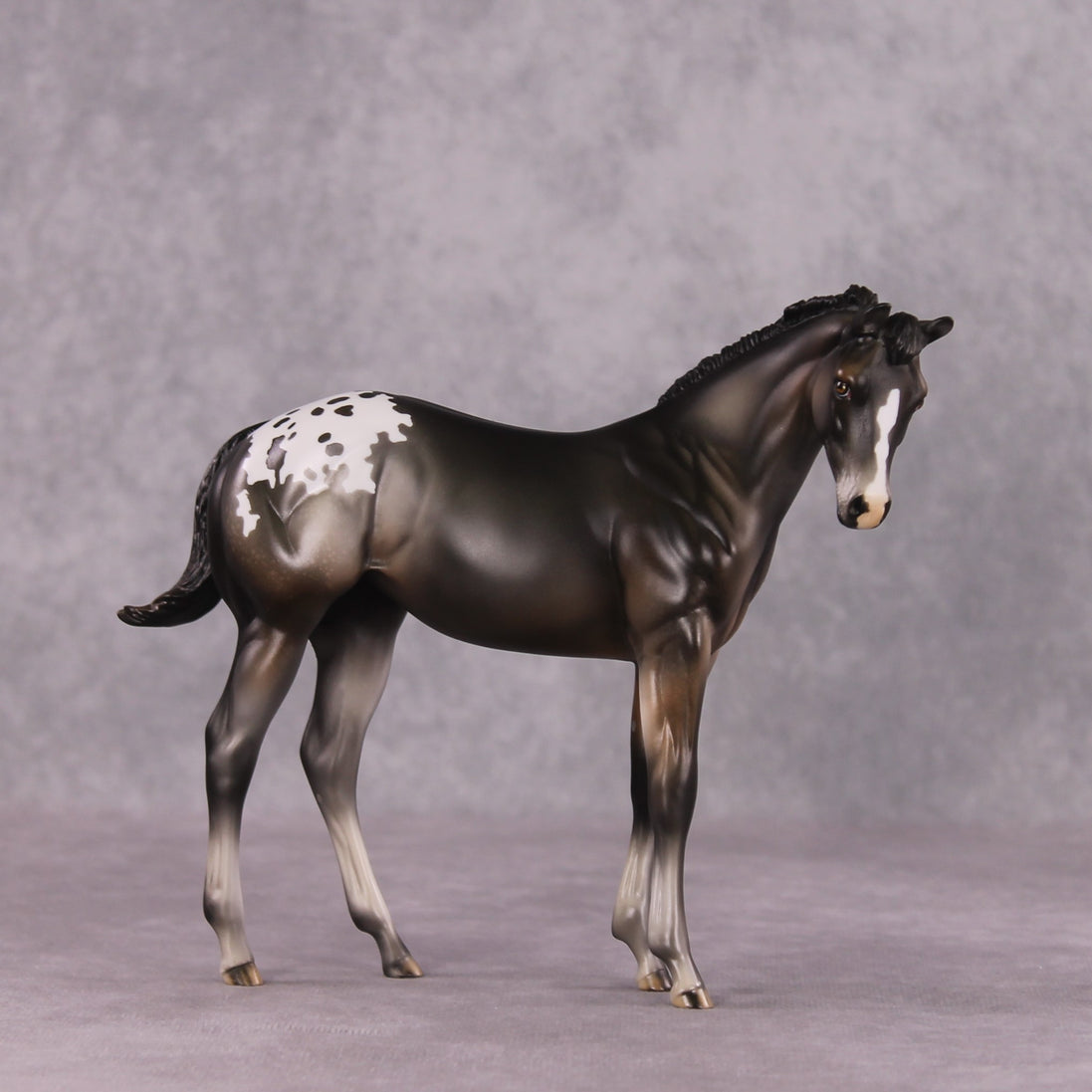 "Buckinghamshire" LE-10 FCM Weanling By Julie Keim SHCF25OS Run