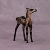 Tankwa Karoo OOAK Foal Chip by Jess Hamill MS25