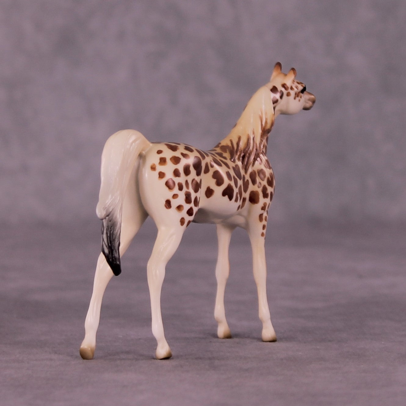Gashaka-Gumti LE-3 Arabian Chip by Jess Hamill MS25