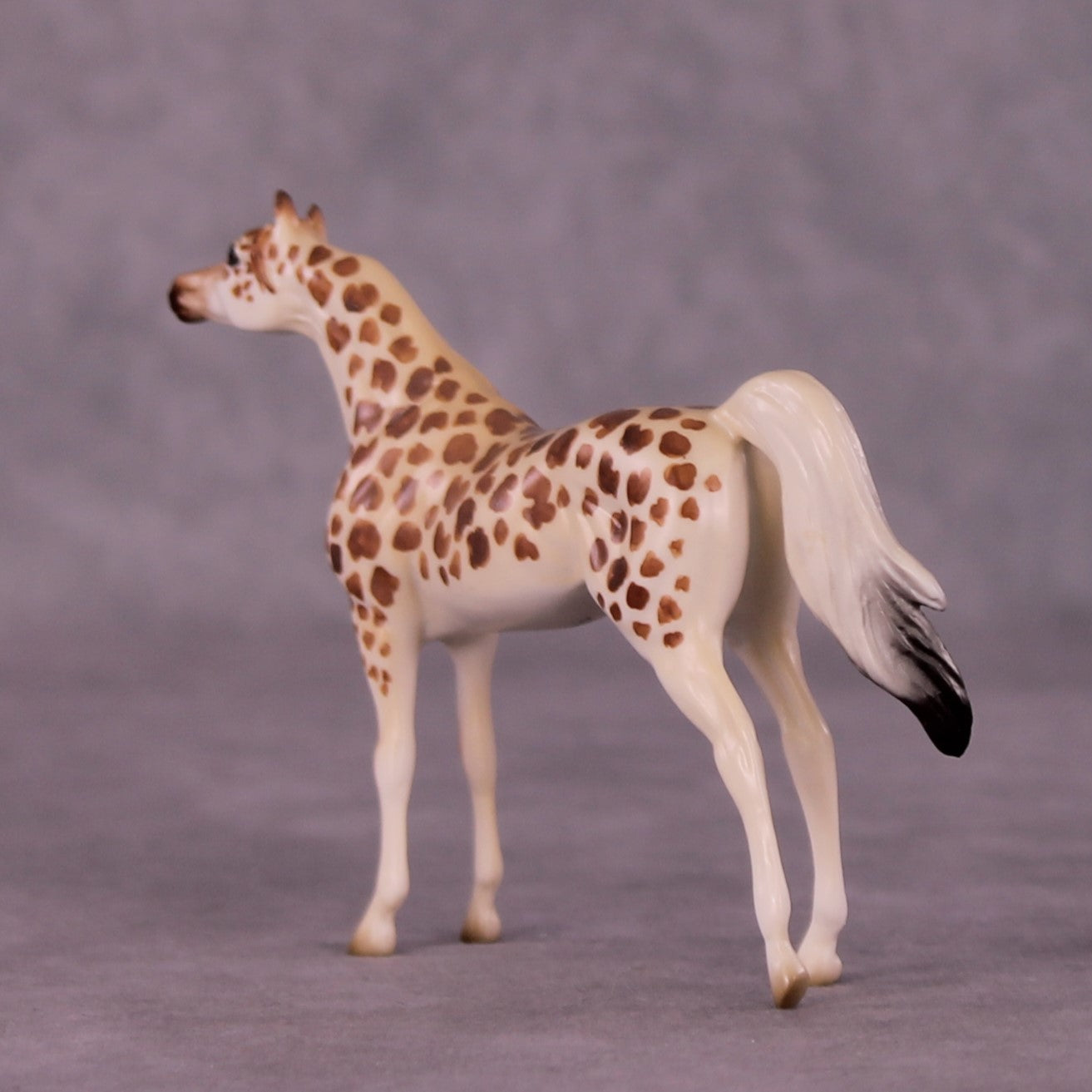 Gashaka-Gumti LE-3 Arabian Chip by Jess Hamill MS25