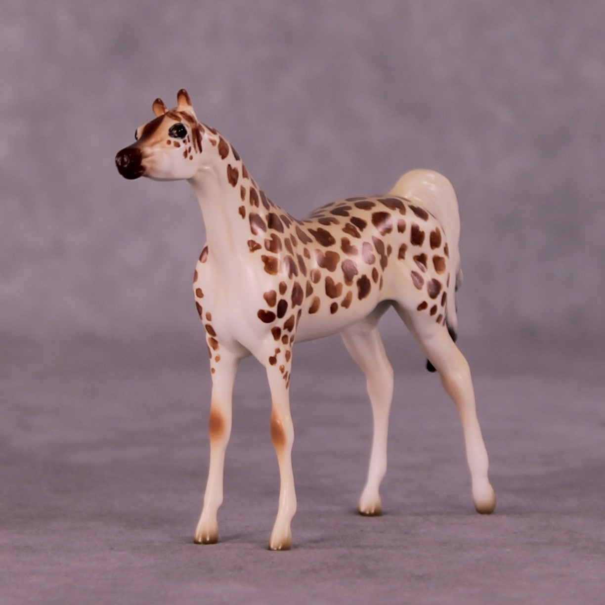 Gashaka-Gumti LE-3 Arabian Chip by Jess Hamill MS25