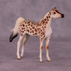 Gashaka-Gumti LE-3 Arabian Chip by Jess Hamill MS25