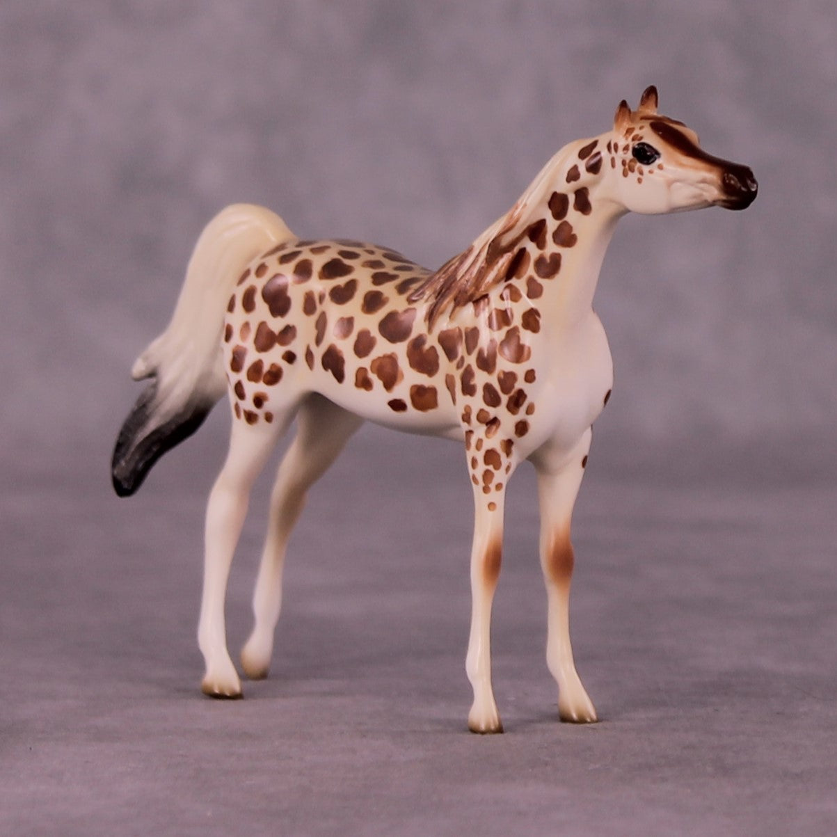 Gashaka-Gumti LE-3 Arabian Chip by Jess Hamill MS25