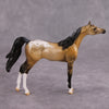 PREVIEW LISTING ONLY Hennessey OOAK Glossy Buckskin Appaloosa Arabian Chip By Dawn Quick MM24