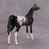 PREVIEW LISTING ONLY Cassis OOAK Glossy Black Roan Appaloosa Arabian Chip By Dawn Quick MM24