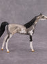 Bob OOAK Grulla Pinto Arabian Chip By Dawn Quick MM24