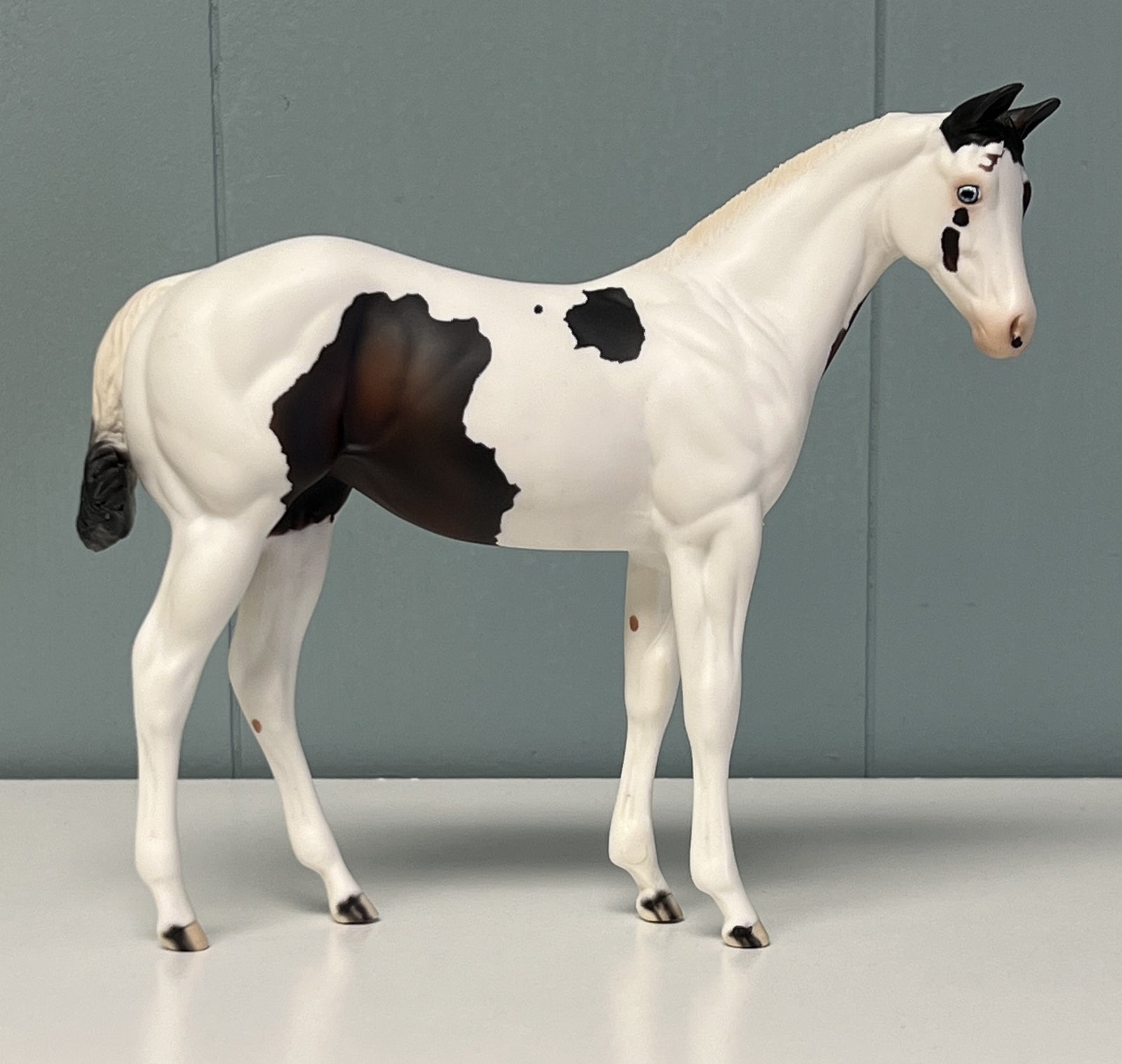 Fransisco Throwback Sample Pinto Weanling - SAMPLE & OOAK SALE APRIL 2024 SS424